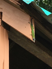 Anolis trinitatis