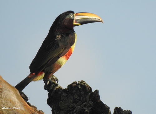 Chestnut-eared Aracari