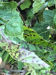Cercospora hydrangeae