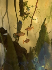 Hyphessobrycon eques