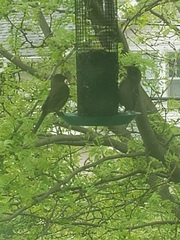 Haemorhous mexicanus