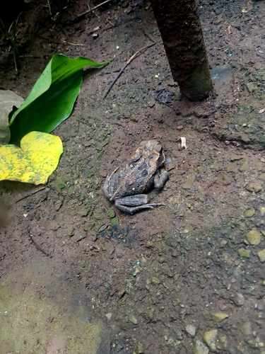 Rhinella marina observed 2026-09-25