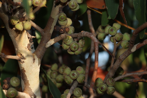 Eucalyptus baxteri, 2026-09-22