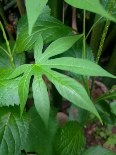 Distimake tuberosus, 2026-09-25