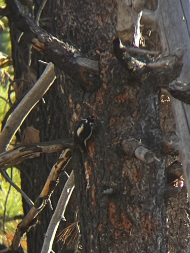 iNaturalist observation photo of Hairy Woodpecker