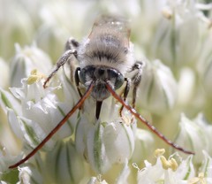 Melissodes tristis