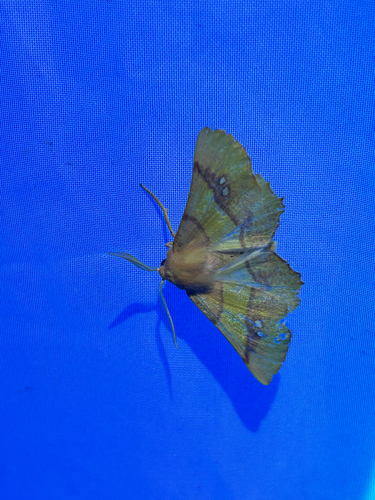 Eumera regina