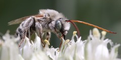 Melissodes tristis