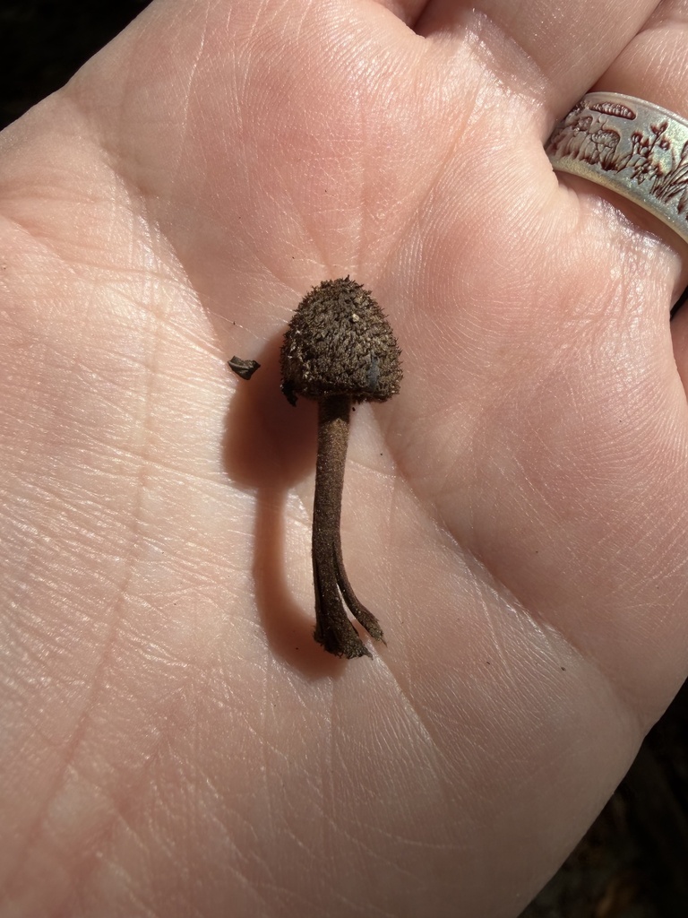 Inocybe tahquamenonensis · September 2026 · photo: Photo: (c) Julie Travaglini, some rights reserved (CC BY) · iNaturalist