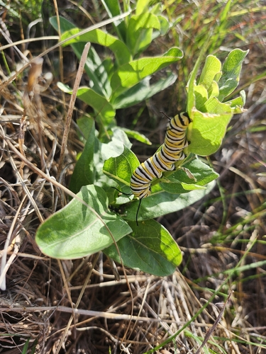 Monarch