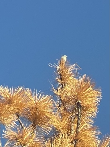 iNaturalist observation photo of Townsend's Solitaire