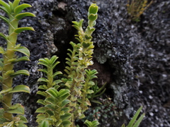 Fernandezia crystallina