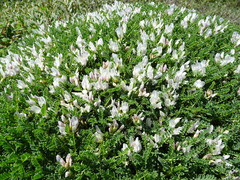 Astragalus tragacantha
