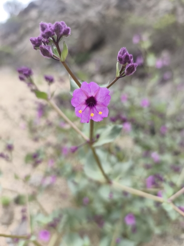 Mirabilis elegans (Mirabilis elegans)