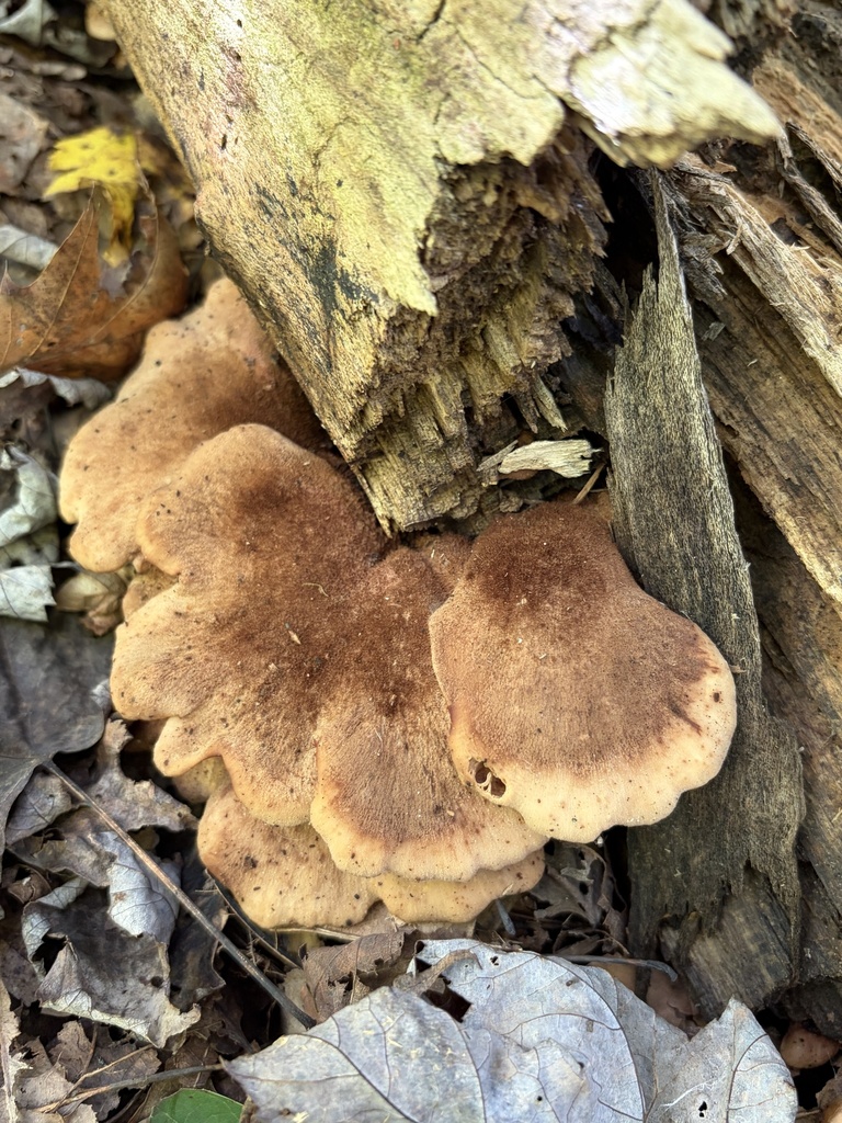 bear lentinus · September 2026 · photo: Photo: (c) Julie Travaglini, some rights reserved (CC BY) · iNaturalist