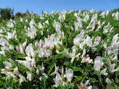 Astragalus tragacantha