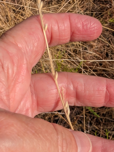 Eriochloa sericea observed 2026-09-27