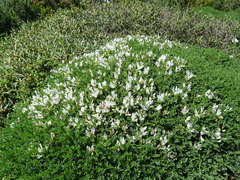 Astragalus tragacantha