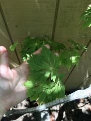Acer japonicum