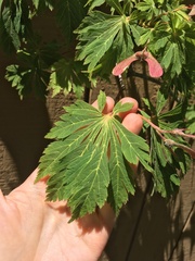 Acer japonicum