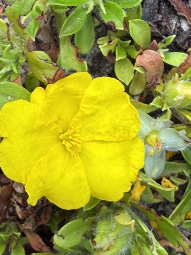 Hibbertia diffusa observed 2026-09-27