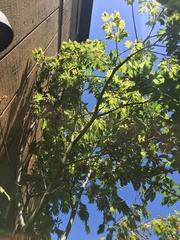 Acer japonicum