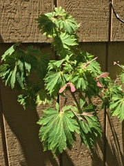 Acer japonicum