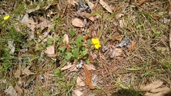 Crotalaria rotundifolia