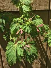 Acer japonicum