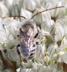 Melissodes tristis