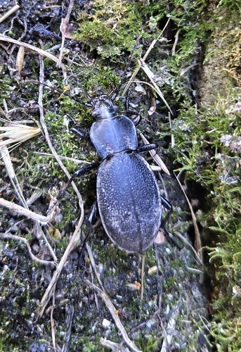 Leather Beetle
