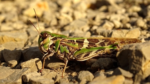 Handsome Cross Grasshopper