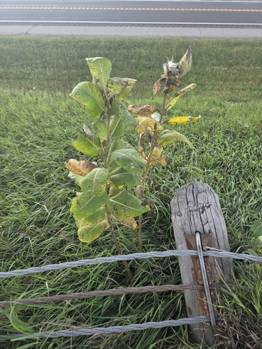 common milkweed