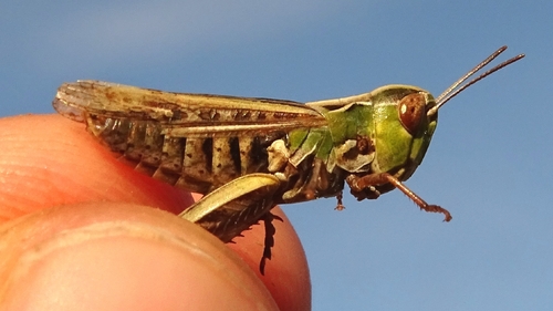 Rock-dwelling Grasshopper