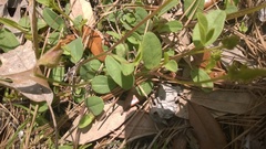 Crotalaria rotundifolia