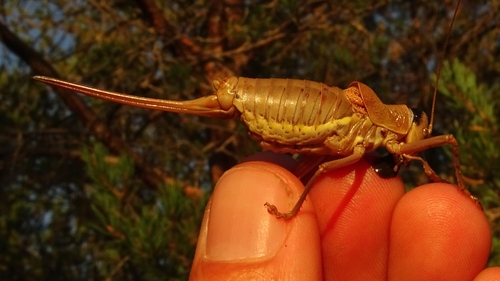 Alpine Saddle-backed Bush-cricket
