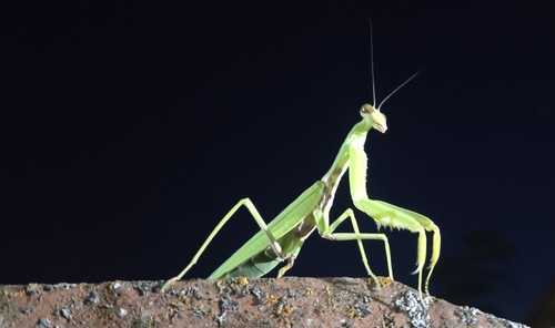 Transcaucasian Giant Mantis