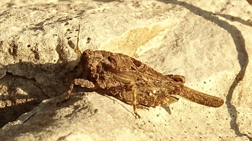 Dented Groundhopper