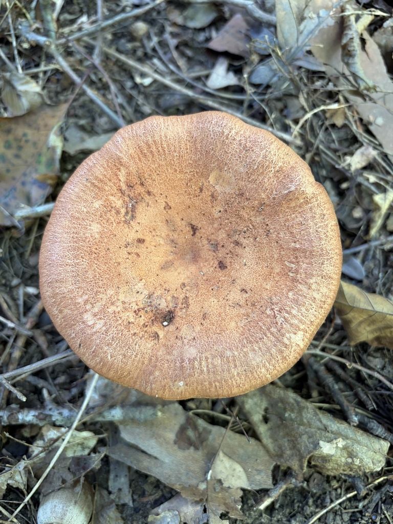 Peck's milky cap · September 2026 · photo: Photo: (c) Julie Travaglini, some rights reserved (CC BY) · iNaturalist