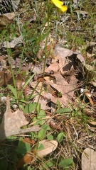 Crotalaria rotundifolia