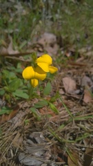 Crotalaria rotundifolia