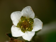 Geum cockaynei