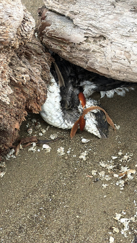 Common Murre