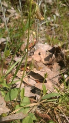 Crotalaria rotundifolia
