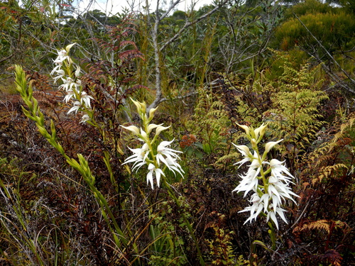 Megastylis gigas observed 2026-09-27