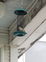 Haemorhous mexicanus