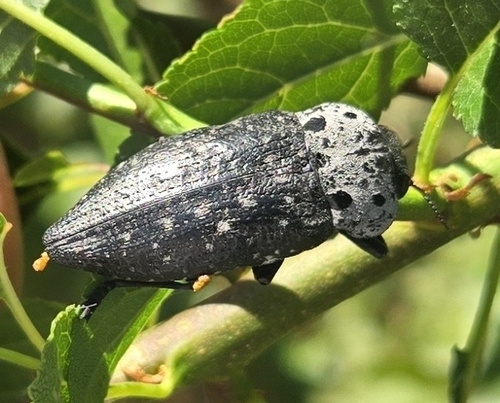Flat-headed Root-borer