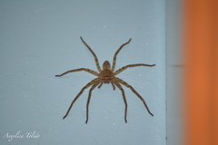 Heteropoda venatoria
