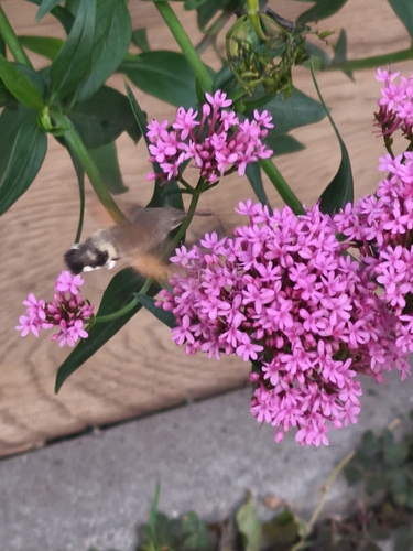 Eurasian Hummingbird Hawkmoth