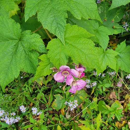 purple-flowered raspberry